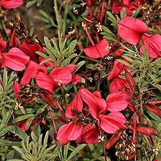 Indigofera hedyantha unspecified picture