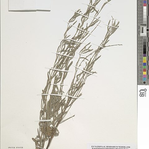 Indigofera leprieurii unspecified picture