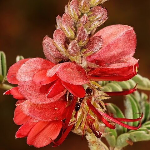Indigofera oxytropis unspecified picture
