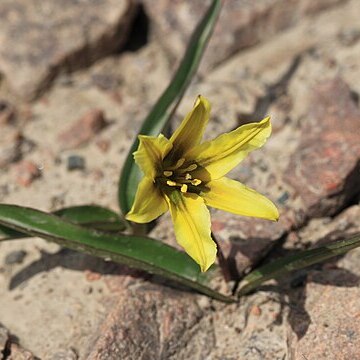 Tulipa heterophylla unspecified picture