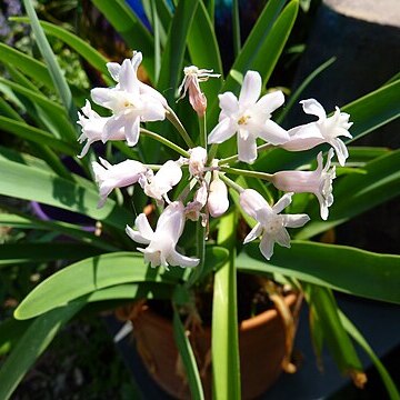 Tulbaghia simmleri unspecified picture
