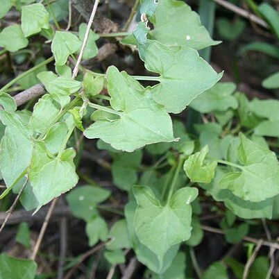 Rumex sagittatus unspecified picture