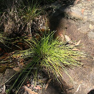 Isolepis inundata unspecified picture