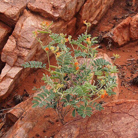 Tephrosia supina unspecified picture