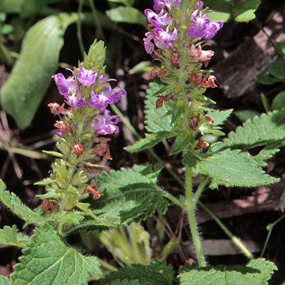 Teucrium argutum unspecified picture