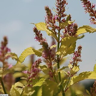 Teucrium viscidum unspecified picture