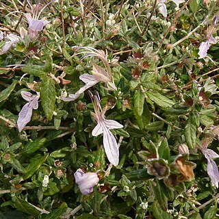 Teucrium unspecified picture