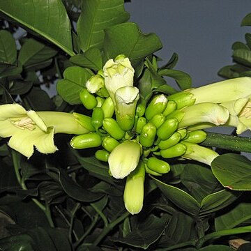 Tecomanthe speciosa unspecified picture