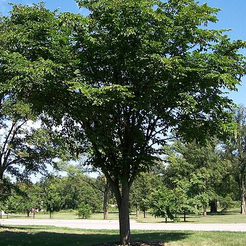 Ulmaceae unspecified picture
