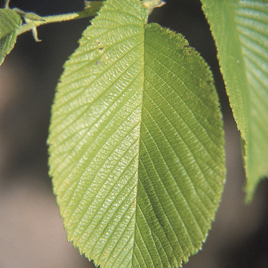 Ulmaceae unspecified picture