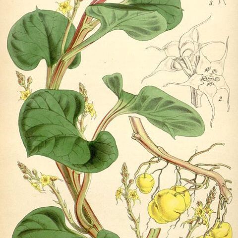 Ullucus unspecified picture