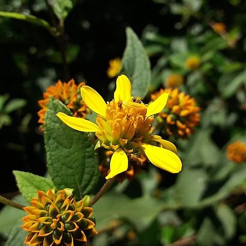 Tilesia unspecified picture