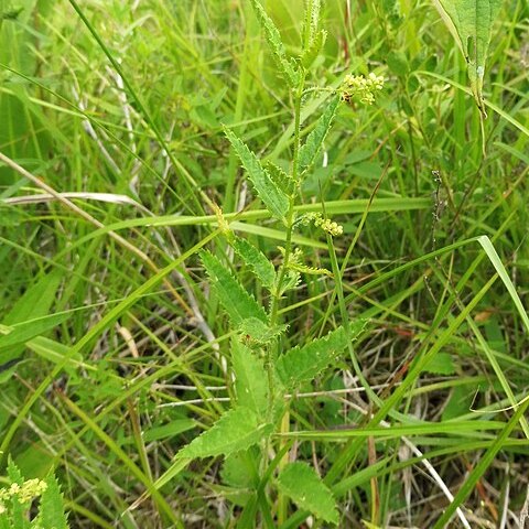 Tragia urticifolia unspecified picture