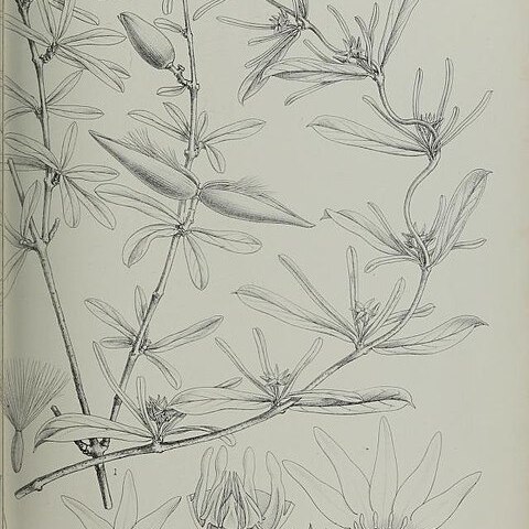 Cryptolepis volubilis unspecified picture