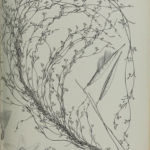Vincetoxicum linifolium unspecified picture