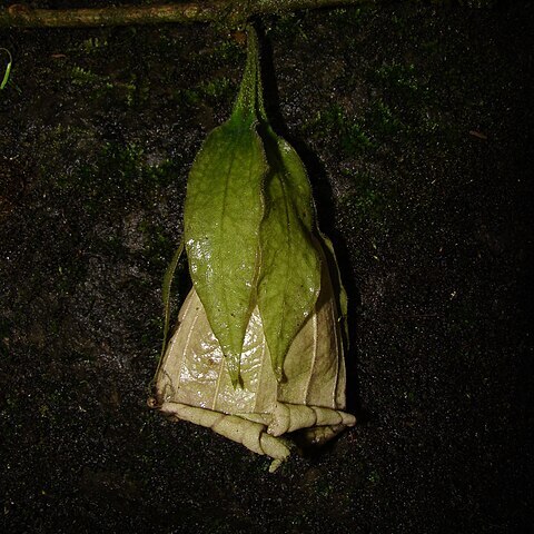 Trianaea unspecified picture