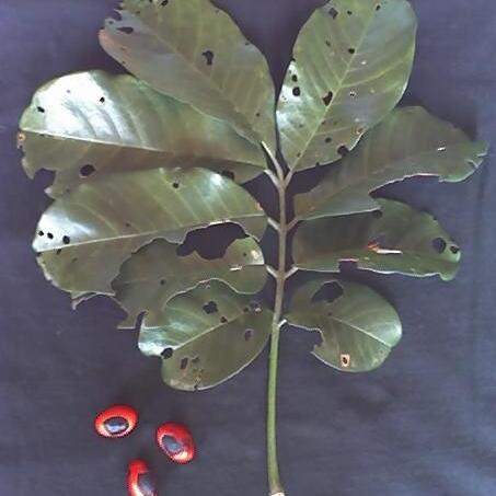 Trichilia unspecified picture