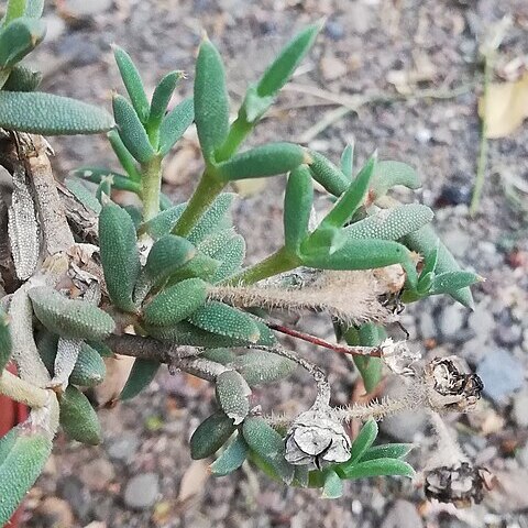 Trichodiadema gracile unspecified picture