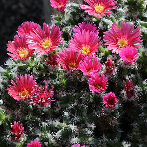 Trichodiadema densum unspecified picture