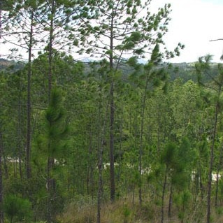Pinus tropicalis unspecified picture