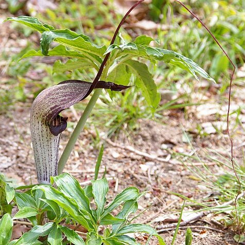 Arisaema thunbergii subsp. urashima unspecified picture