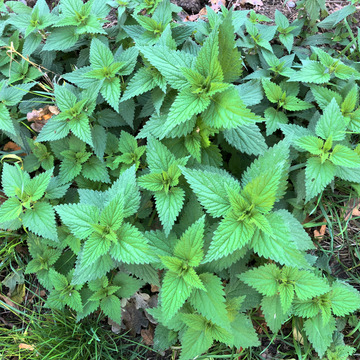 Urtica unspecified picture