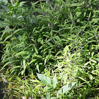 Urtica perconfusa unspecified picture
