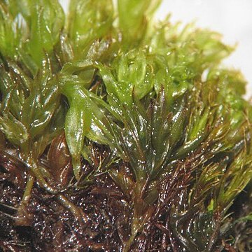 Tortula subulata unspecified picture