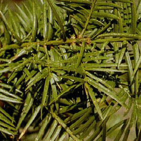 Torreya taxifolia unspecified picture