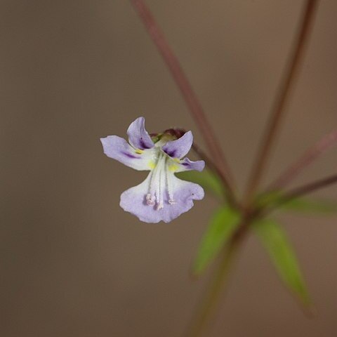 Tonella unspecified picture
