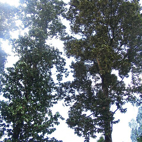 Upuna unspecified picture