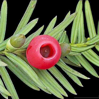 Taxus unspecified picture