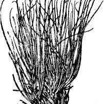 Scorzonera tau-saghyz unspecified picture