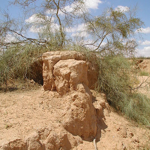 Tamarix unspecified picture