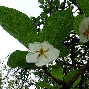 Tamilnadia uliginosa unspecified picture