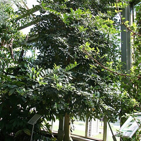 Tambourissa religiosa unspecified picture