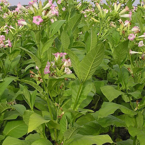 Nicotiana unspecified picture