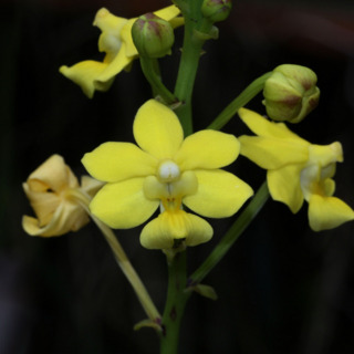 Taprobanea unspecified picture