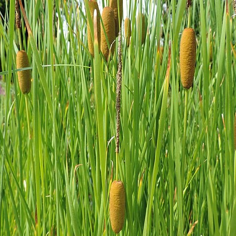 Typha lugdunensis unspecified picture