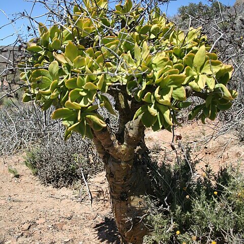 Tylecodon paniculatus unspecified picture