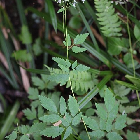 Thalictrum tuberiferum unspecified picture