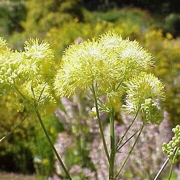 Thalictrum unspecified picture