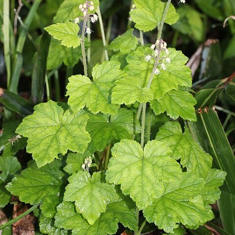 Tiarella polyphylla unspecified picture