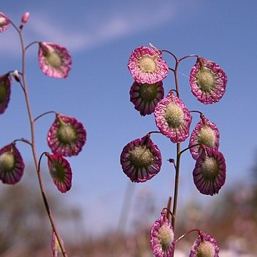 Thysanocarpus radians unspecified picture