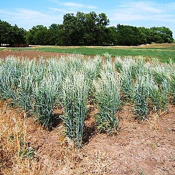 Thinopyrum unspecified picture