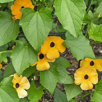 Thunbergia unspecified picture