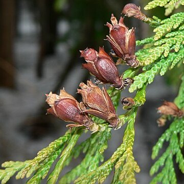 Thuja unspecified picture