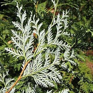 Thuja koraiensis unspecified picture