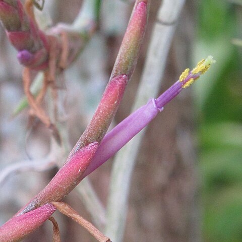 Tillandsia intermedia unspecified picture