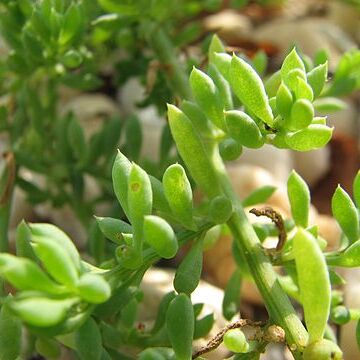 Threlkeldia unspecified picture